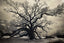 Antonio Calvache, ASC • Southern Live Oak